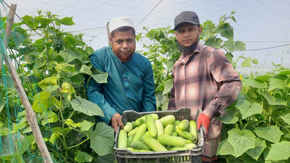 মালচিং পেপারে সবুজ বিপ্লব: শসা চাষে লাখপতি কৃষক দুলাল মিয়া