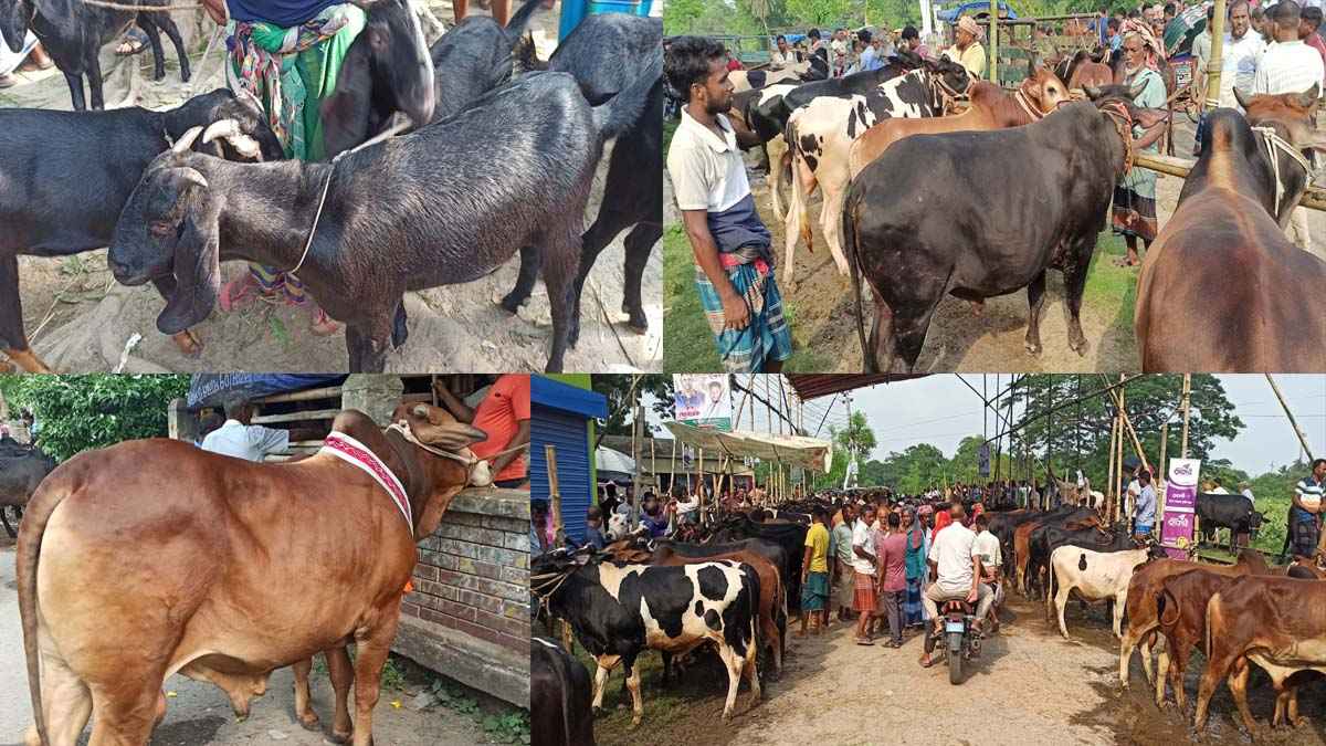 জমে উঠেছে রাজবাড়ীর পশুর হাট: উদ্বৃত্ত ১৮ হাজার পশু
