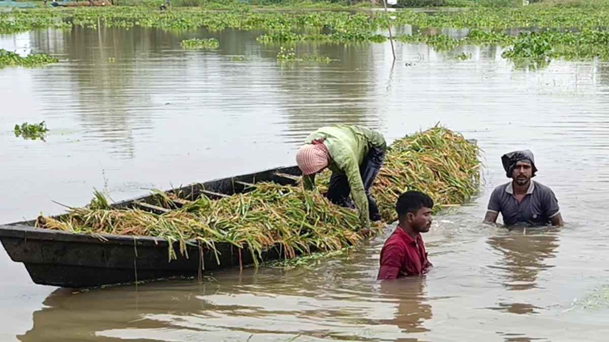 হাওরে ডুবে আছে সোনালি স্বপ্ন, ফসলহানিতে দিশেহারা কৃষক