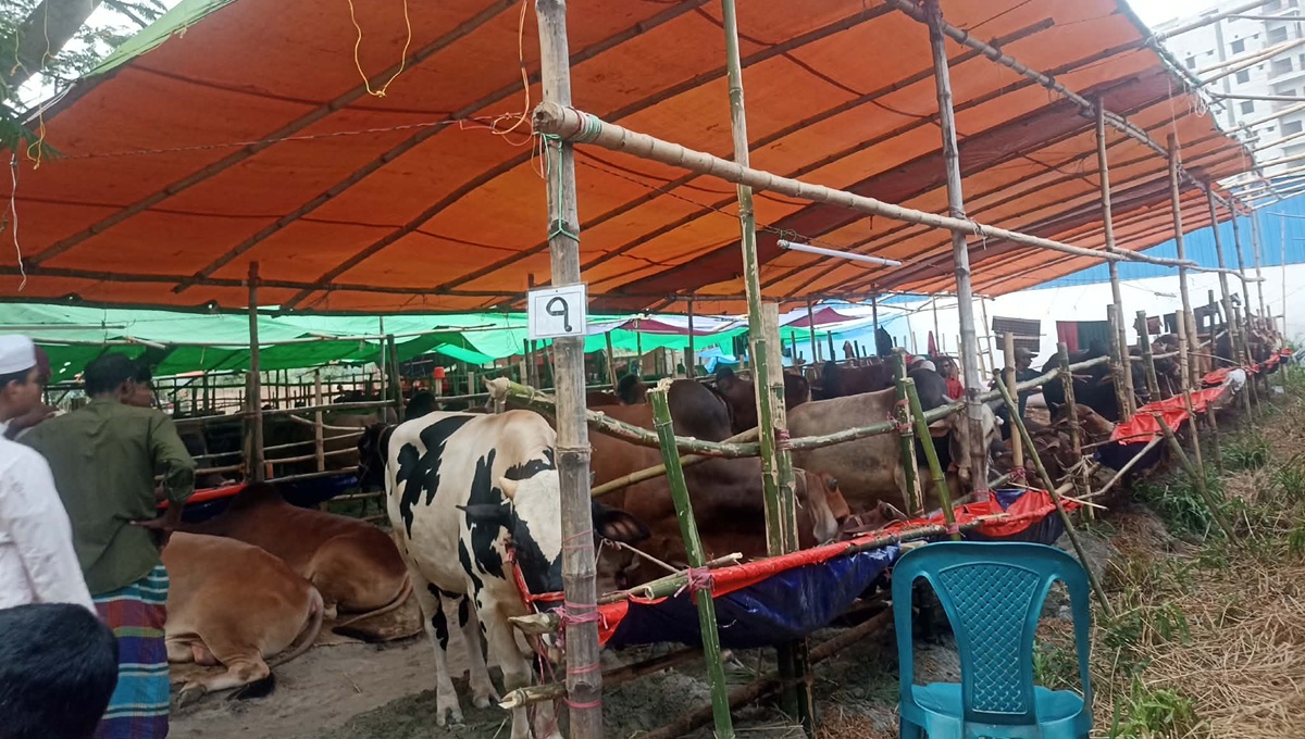 imrul_cow-1