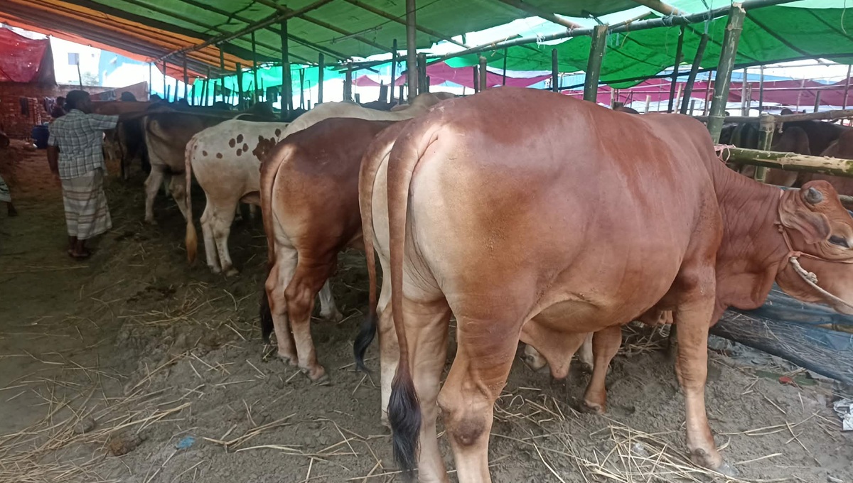 imrul_cow-4