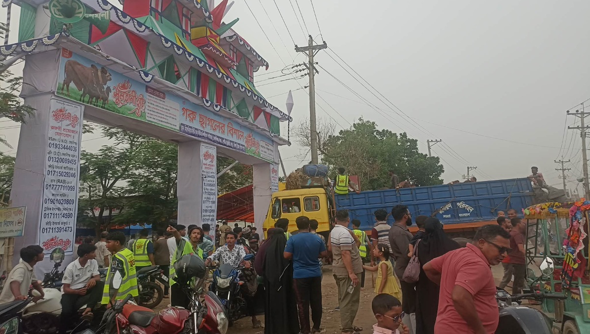 imrul_cow-7