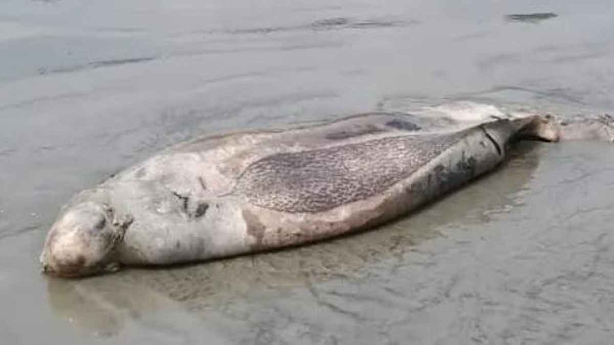 মৃত ইরাবতী ডলফিন ভেসে এল কুয়াকাটা সমুদ্রসৈকতে
