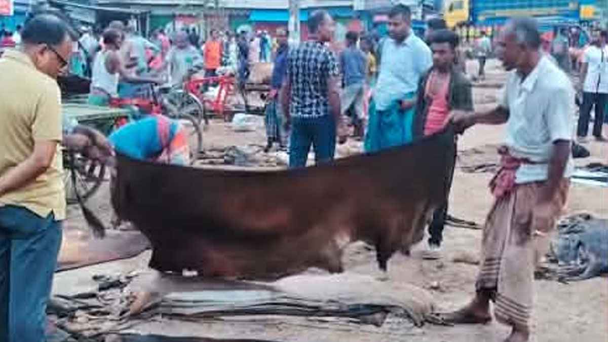 রাজারহাটে ‘লাম্পিস্কিন-পক্স’ অজুহাতে চামড়ার দাম কমানোর অভিযোগ