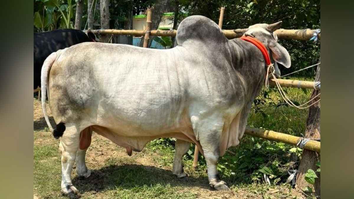 যশোরে কোরবানির হাটে ‘বিসিএস ক্যাডার’, ক্রেতাদের উপচে পড়া ভিড়
