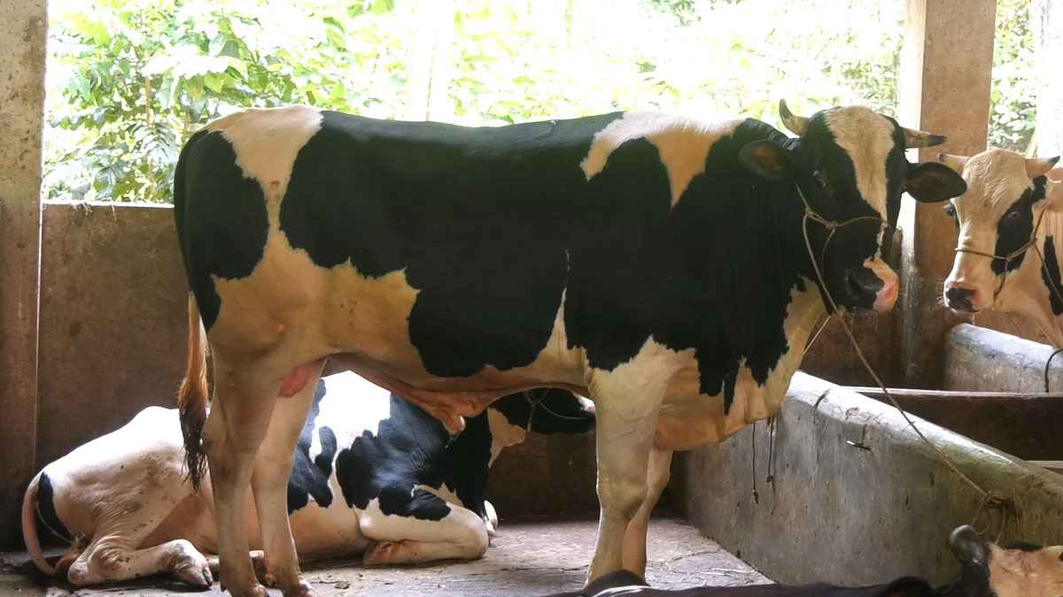 ঈদে ভোলার পশুর হাট কাঁপাবে ‘কালাচান’ ও ‘সাদাচান’