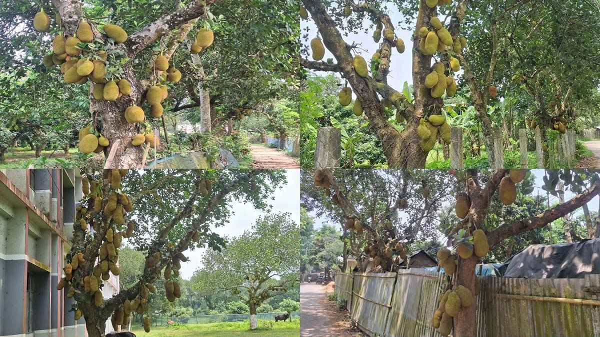 ব্রাহ্মণবাড়িয়ার লাল মাটির কাঁঠাল রসালো ও মিষ্টি হওয়ায় চাহিদা বেশি