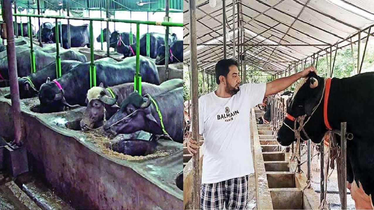 চট্টগ্রামে কমেছে কোরবানির পশু, বন্ধ ৩০০ খামার