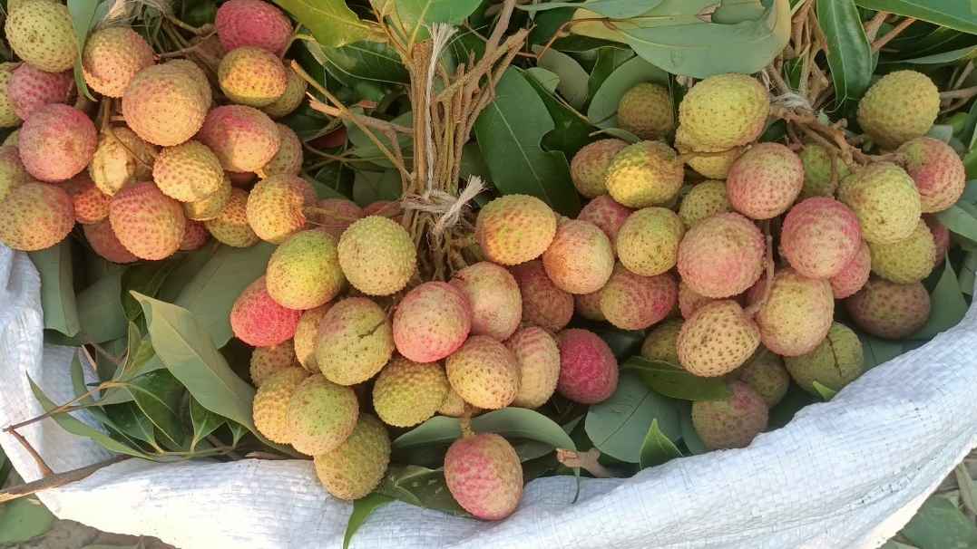 রাতে নিখোঁজ গৃহবধূকে সকালে পাওয়া গেল গাছের মগডালে