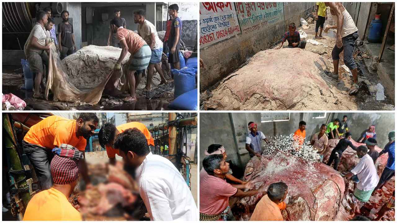 সাভারে পৌঁছেছে সোয়া ৫ লাখ কাঁচা চামড়া, কিছুটা বেড়েছে দাম