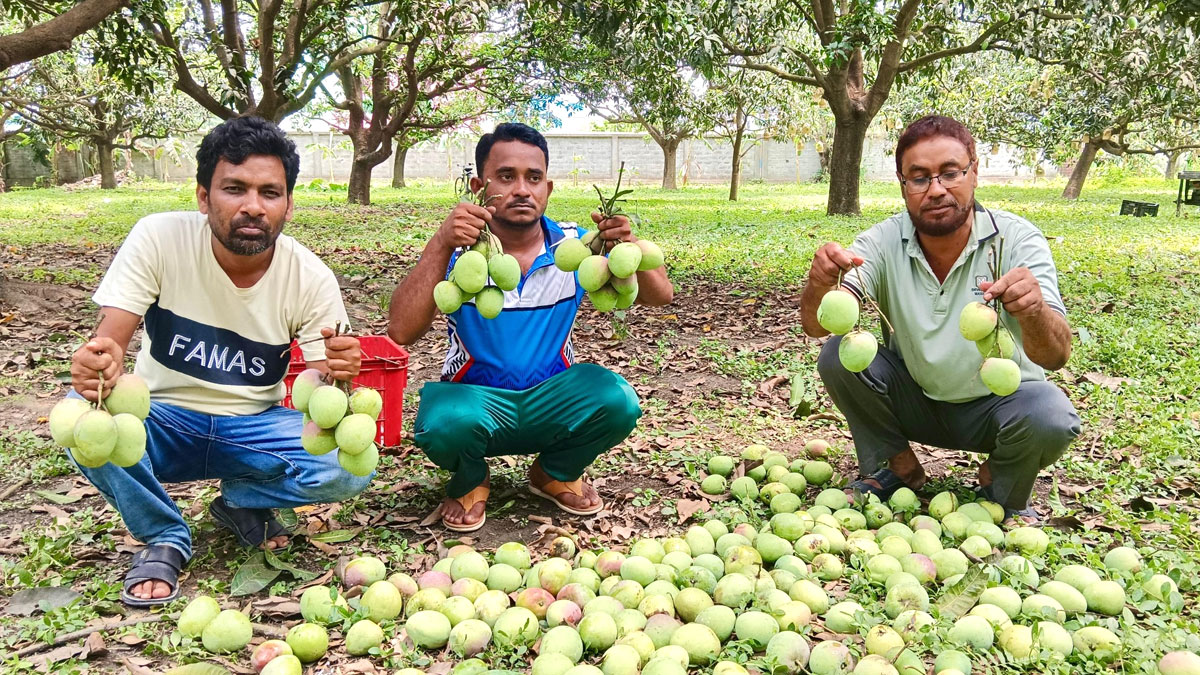 mango-2