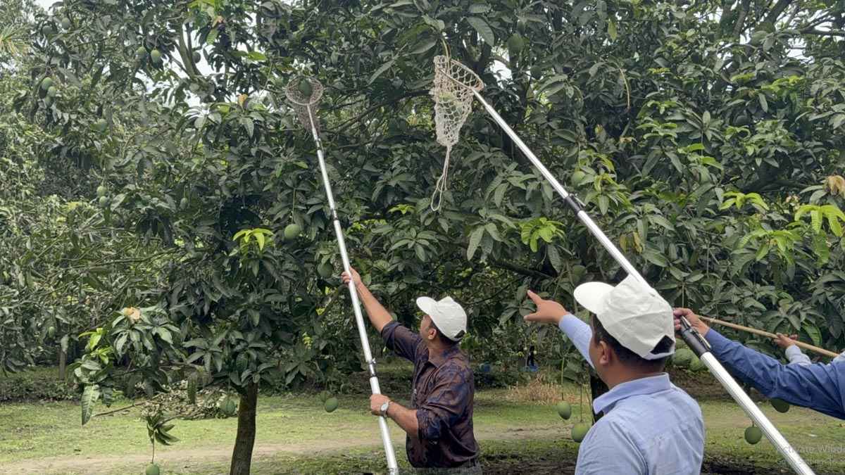 সাতক্ষীরায় আনুষ্ঠানিকভাবে আম সংগ্রহ শুরু
