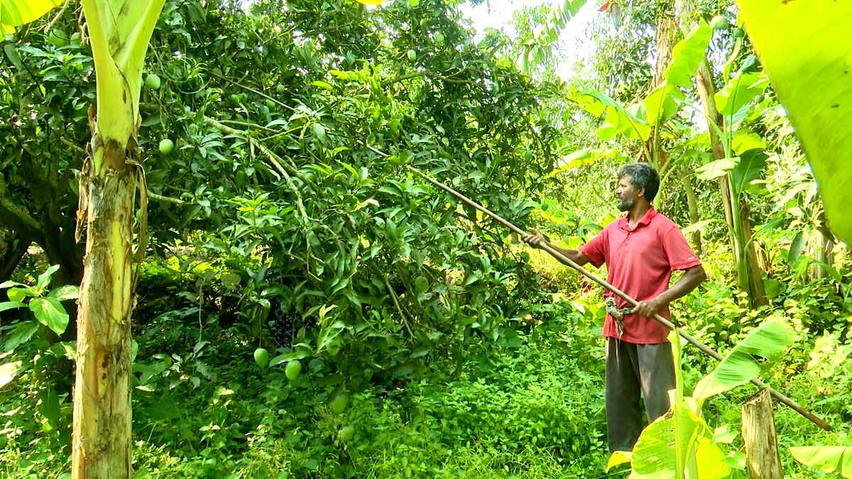 রাজশাহীতে আম পাড়া শুরু, বাজারে এলো ‘গুটি’ আম