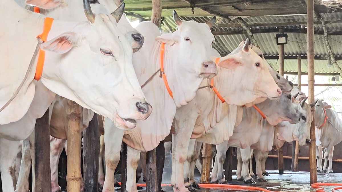 সাদা ধবল গরুর টানে আজও মিরকাদিমে ছোটেন ধনাঢ্যরা