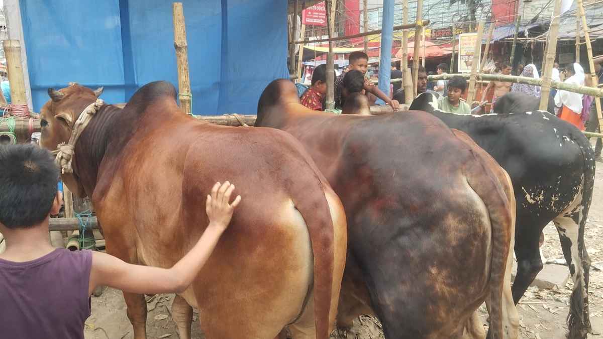 জমে উঠছে কাজলা-শনিরআখড়া হাট, বৃষ্টির জন্য বাড়তি প্রস্তুতি