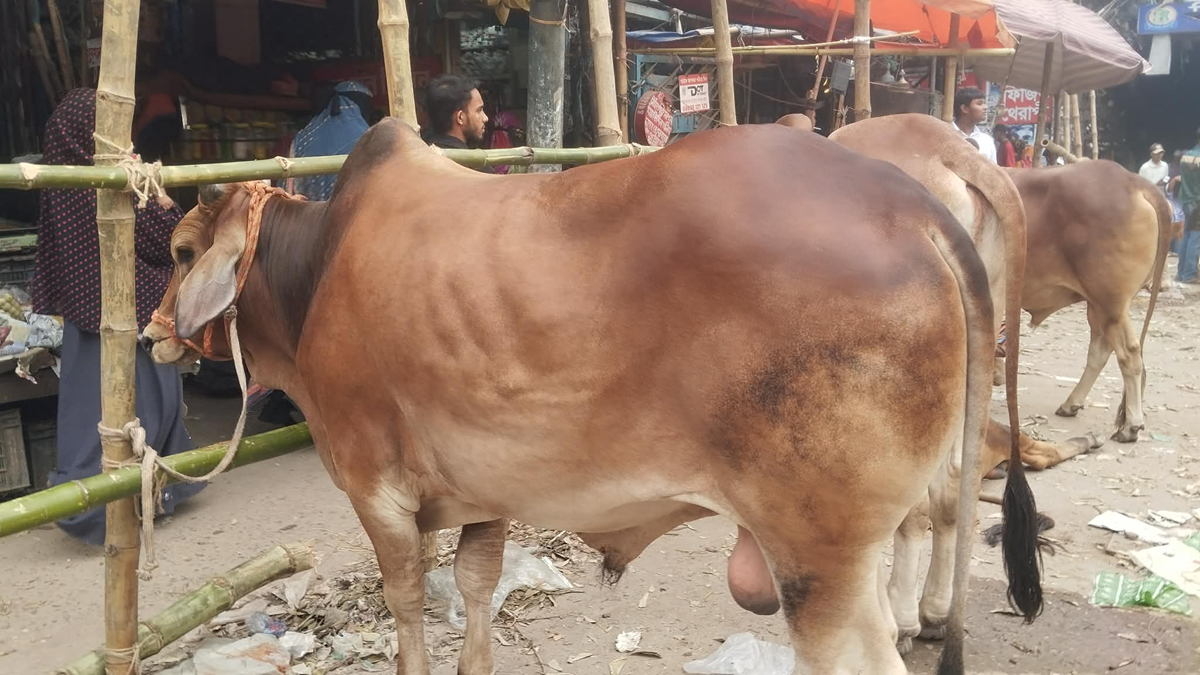 muhiuddin-3