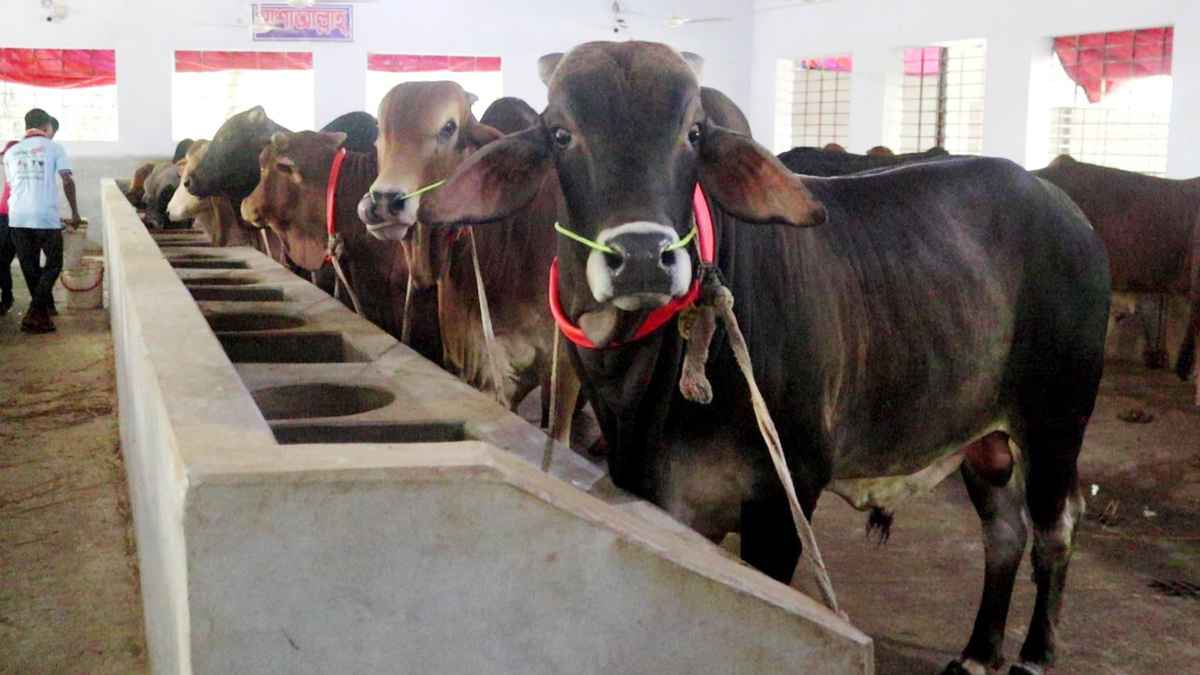 নওগাঁয় প্রস্তুত ৮ লাখ পশু, দ্বিমুখী চাপে খামারিরা