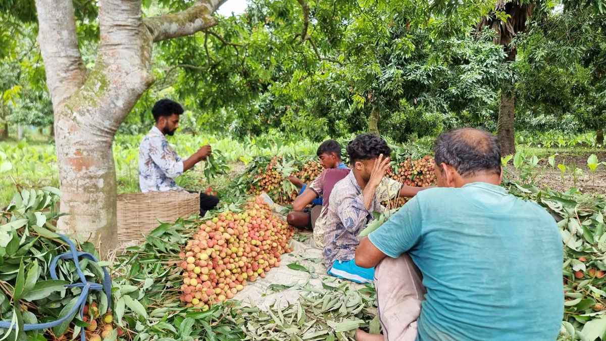 নড়াইলে লিচুর আগাম ফলনে ভাগ্য ফিরছে কৃষকের