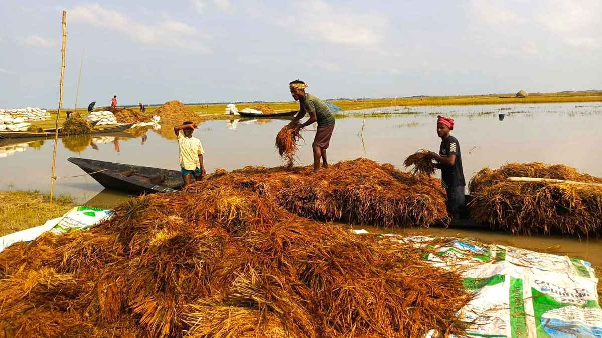 নেত্রকোনায় ৯ হাজার হেক্টর জমির ধান পানির নিচে