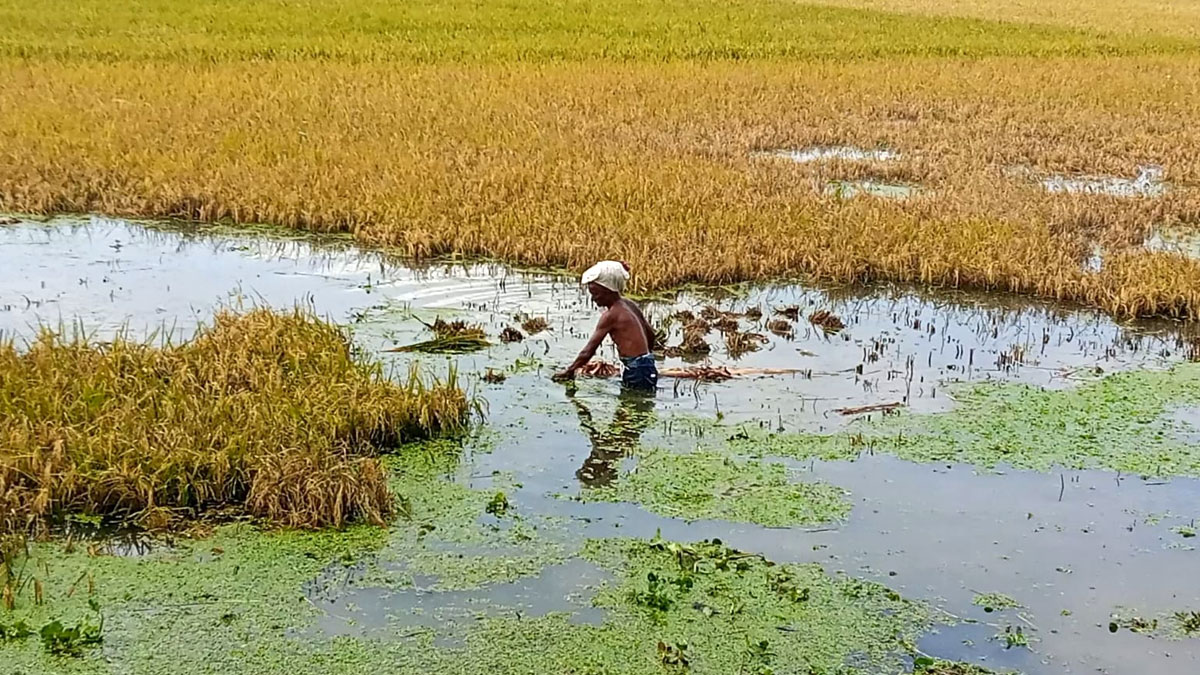 netrokona