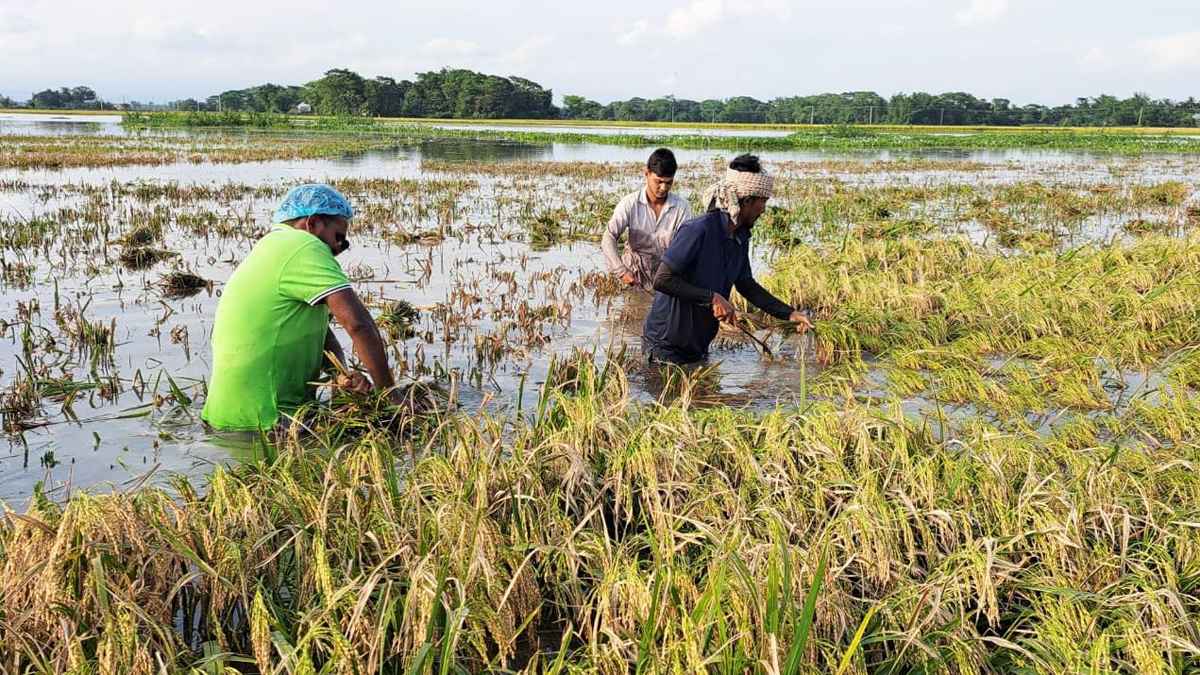 চোখের সামনে নষ্ট হচ্ছে ধান, অসহায় কৃষক