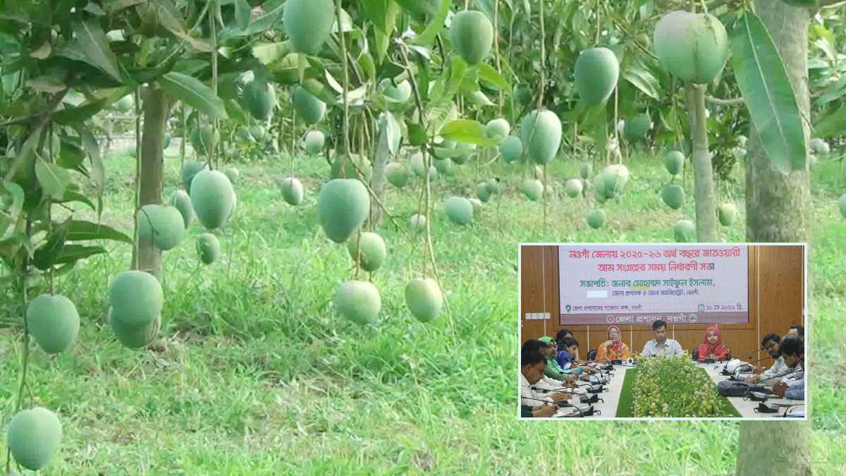 নওগাঁয় ২২ মের আগে আম সংগ্রহ করা যাবে না