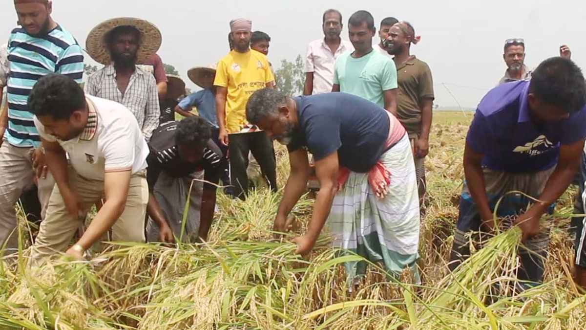 নওগাঁয় কৃষকের ধান কেটে দিলেন এমপি ফজলে হুদা