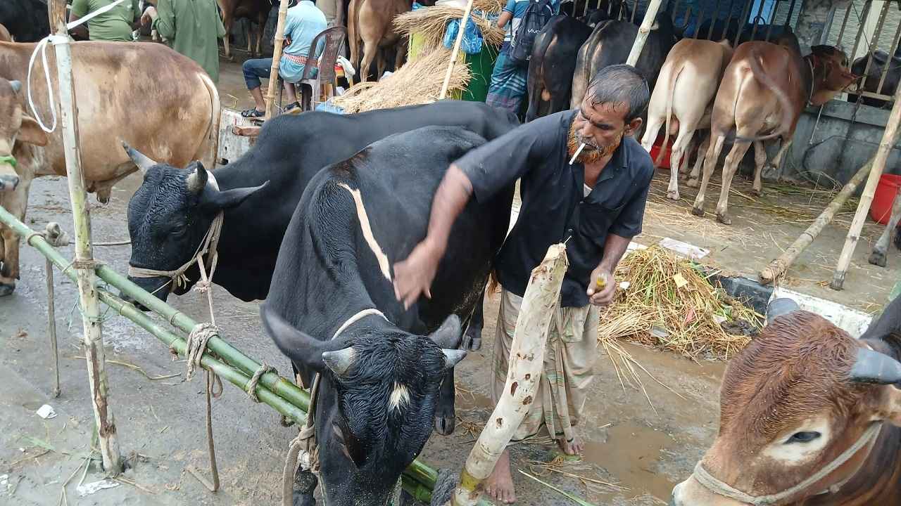 বৃষ্টিভেজা গরুর যত্নে ব্যস্ত বিক্রেতা, গায়ে মাখাচ্ছেন সরিষার তেল