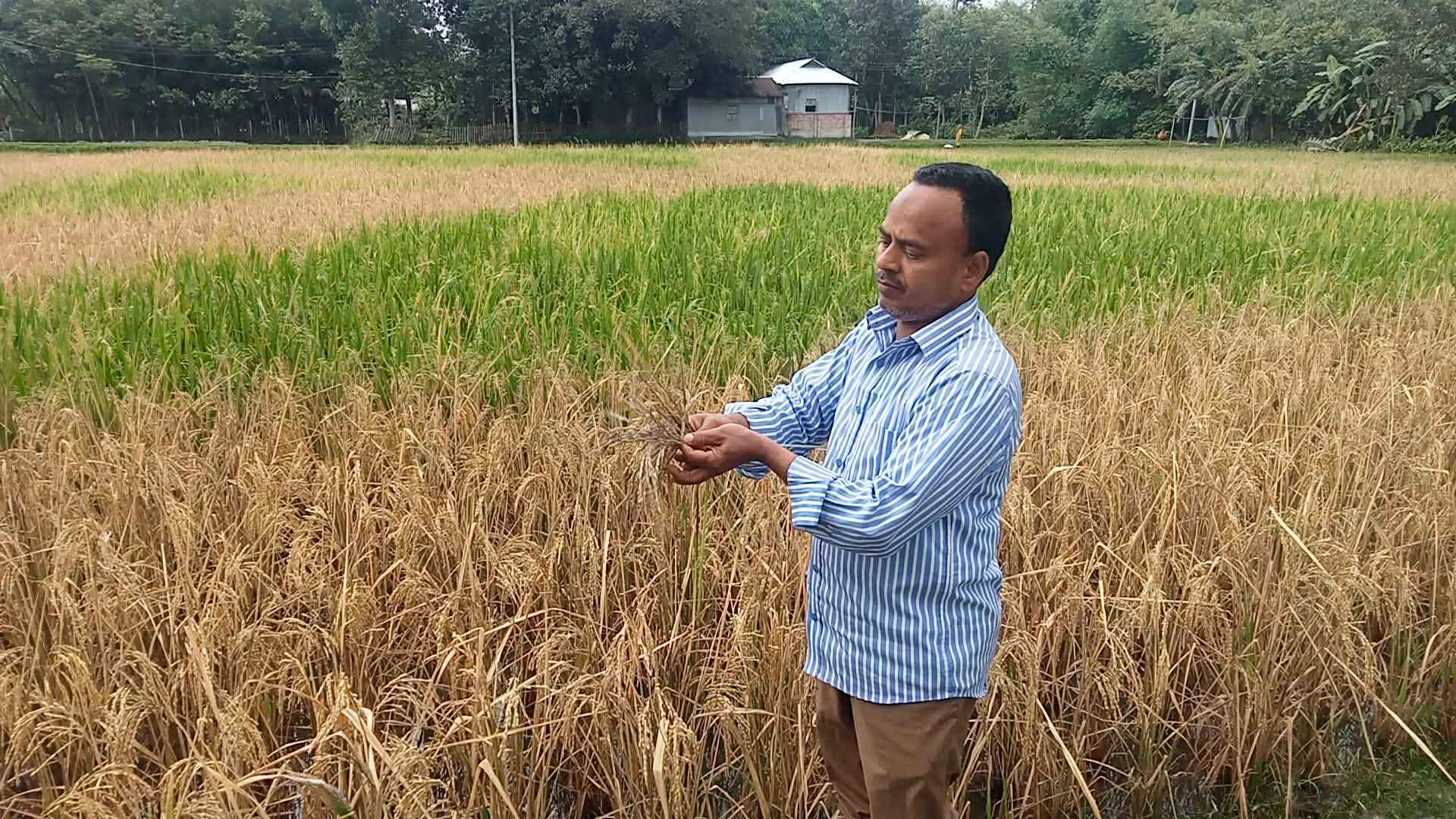 আধাপাকা ধানখেতে শত্রুর হানা