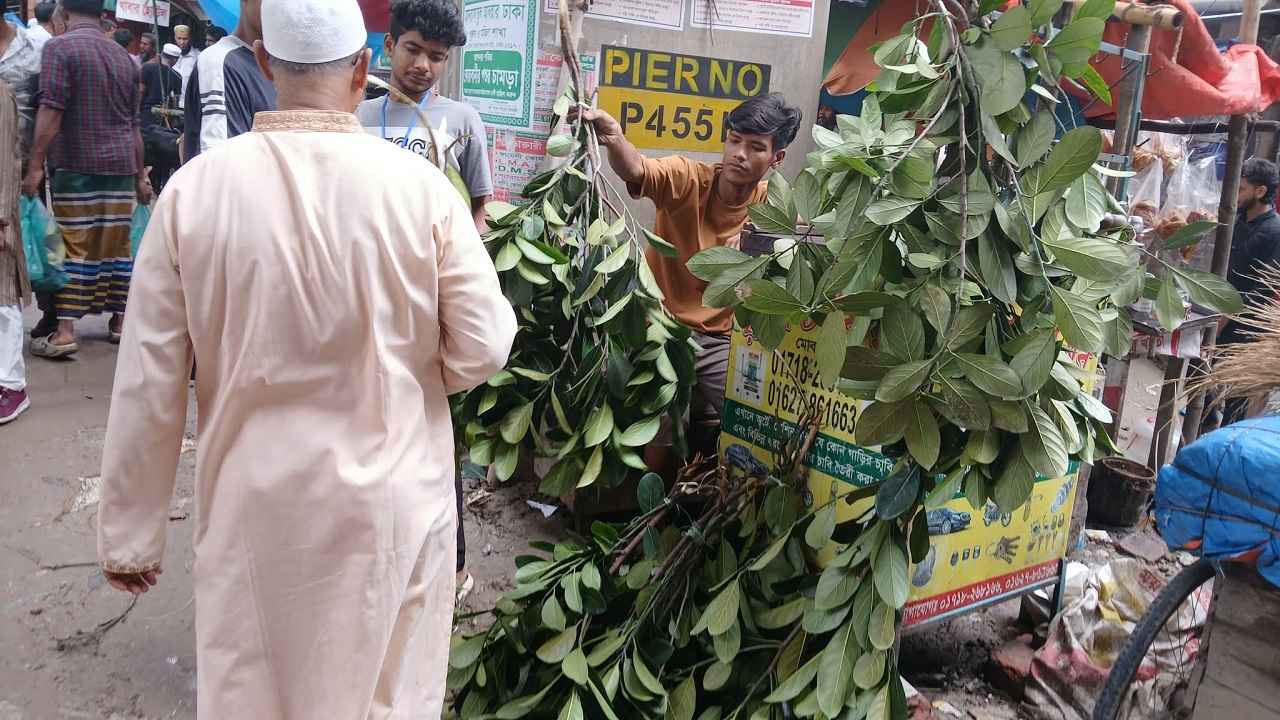 ছাগলের খাবার কিনতেই হিমশিম, কাঁঠালপাতা যেন ‘সবুজ সোনা’