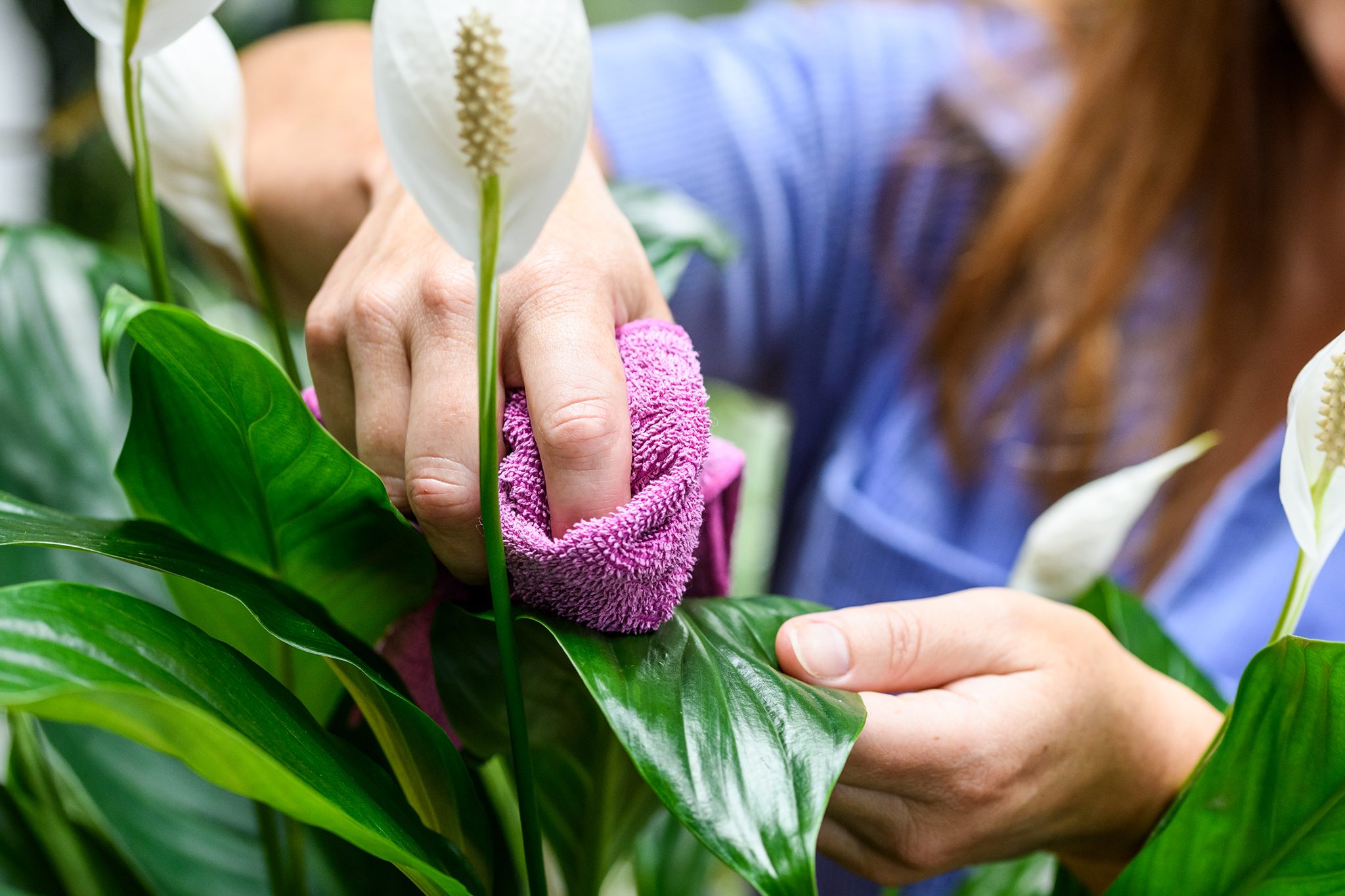 peace_lily