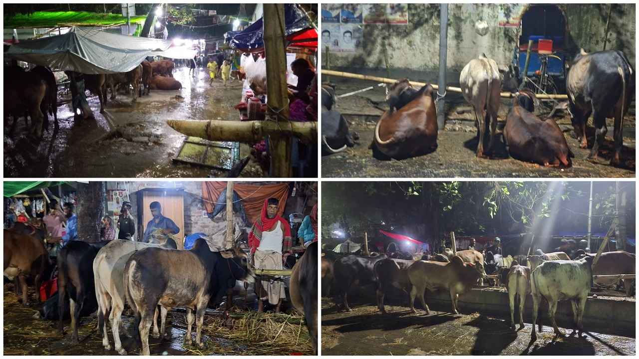 ঢাকায় বৃষ্টি, বিপাকে কোরবানির পশু বিক্রেতারা