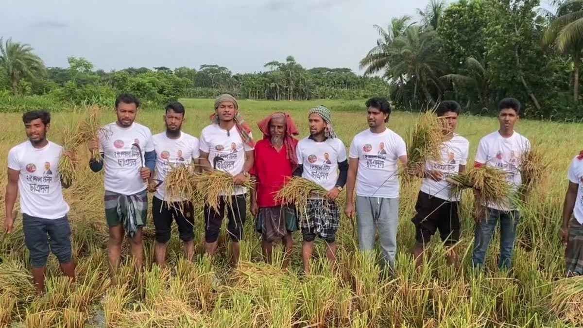 ধান কেটে কৃষকের পাশে ছাত্রদল