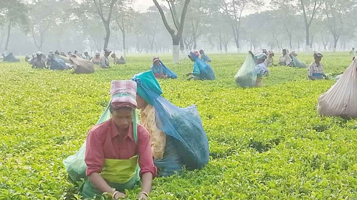 উত্তরাঞ্চলের সমতলের চায়ে ফিরছে সুদিন, জাতীয় উৎপাদনে অবদান ২১.৩৩ শতাংশ