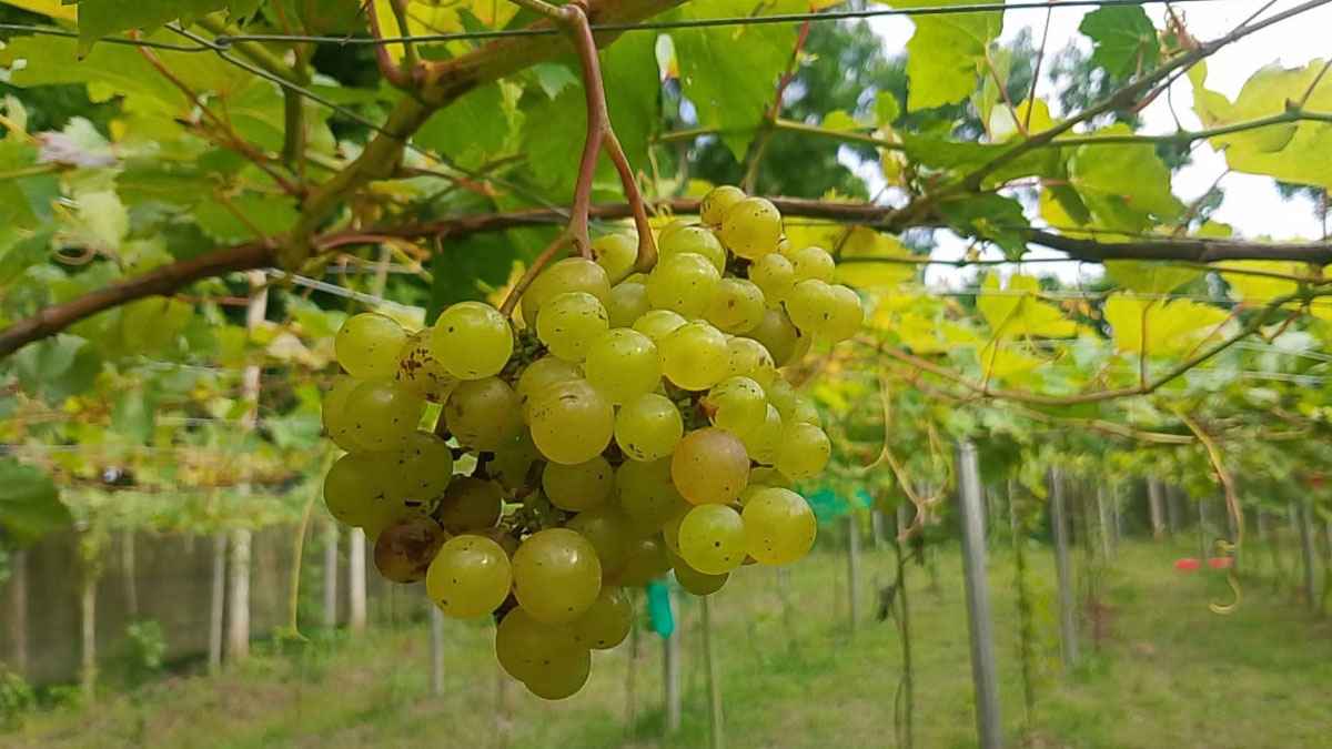 রাজবাড়ীতেই ফলছে ২০৪ জাতের বিদেশি আঙুর