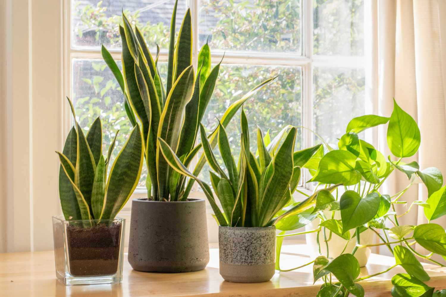 snake_plant