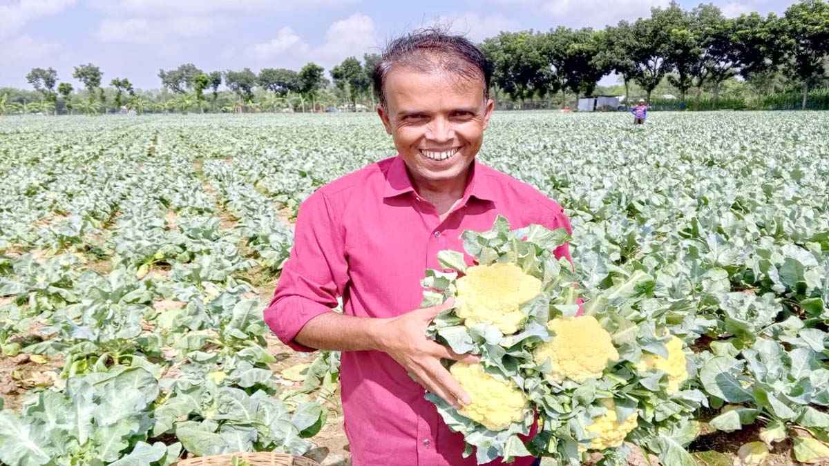 গরমের বাজারে ফুলকপির দাপট, লাভবান হচ্ছেন চাষিরা
