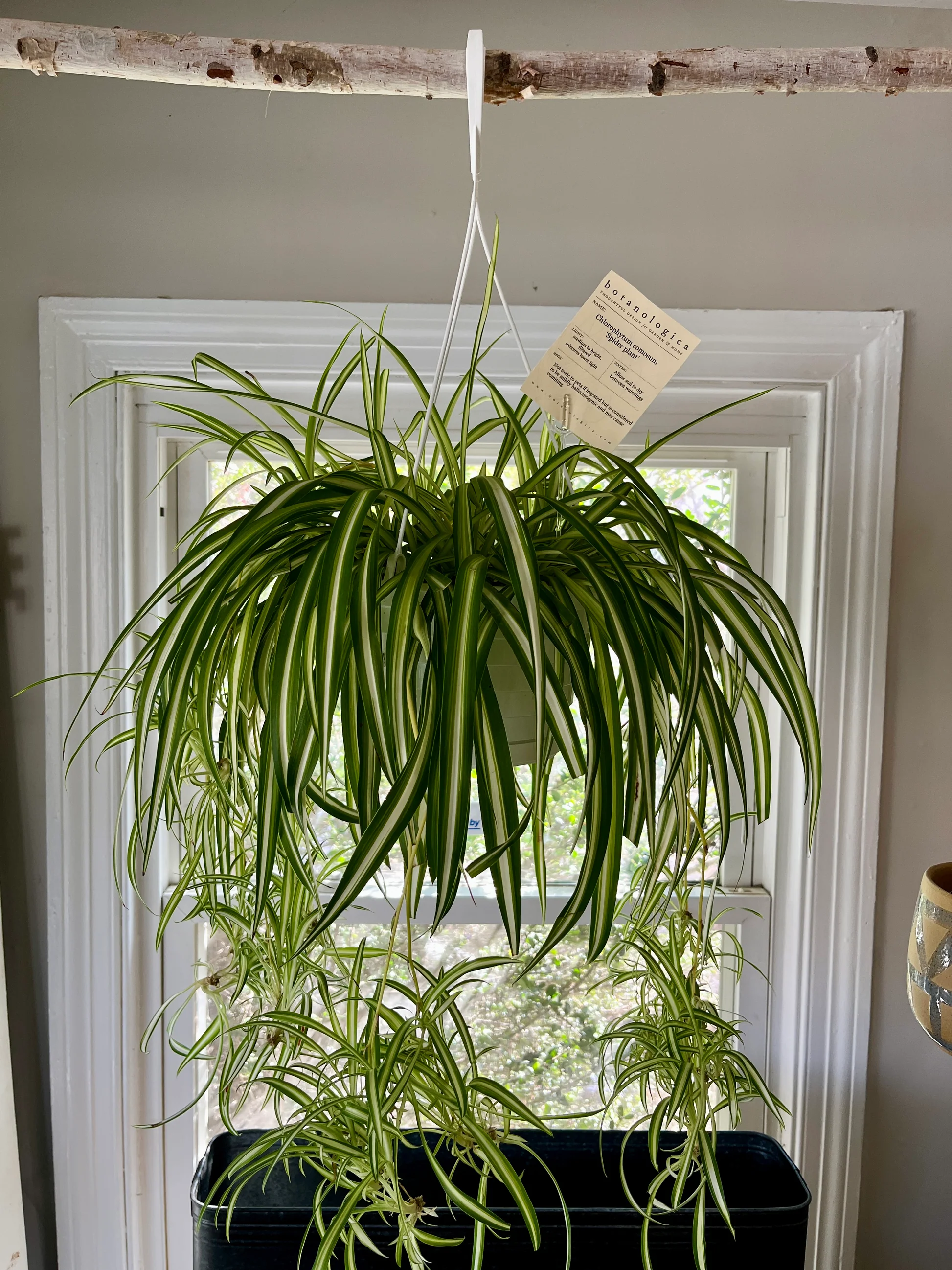spider_plant