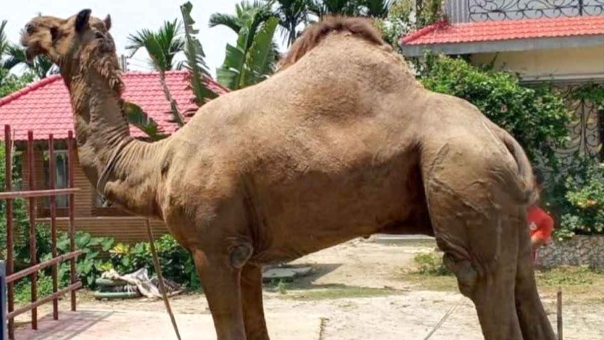 কুমিল্লার কুরবানির হাটে নজর কাড়ছে রাজস্থানি উট ‘সুলতান’