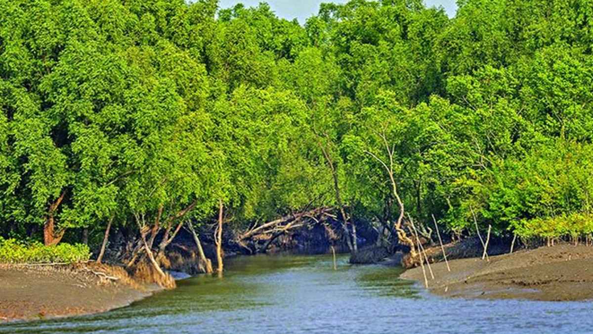 সুন্দরবনে ৩ মাস প্রবেশ নিষিদ্ধ, বন্ধ থাকবে পাস-পারমিট