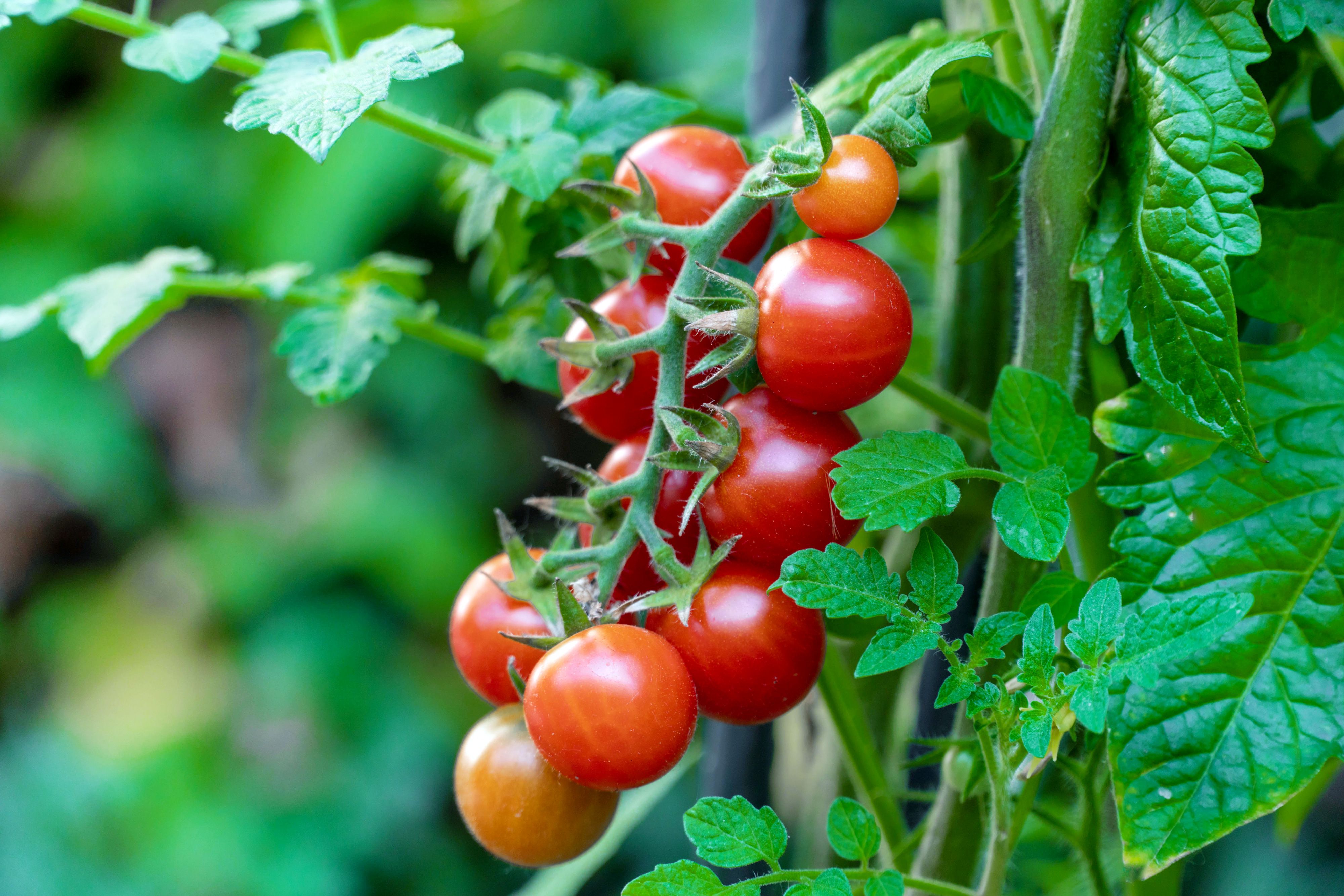 tomato_2