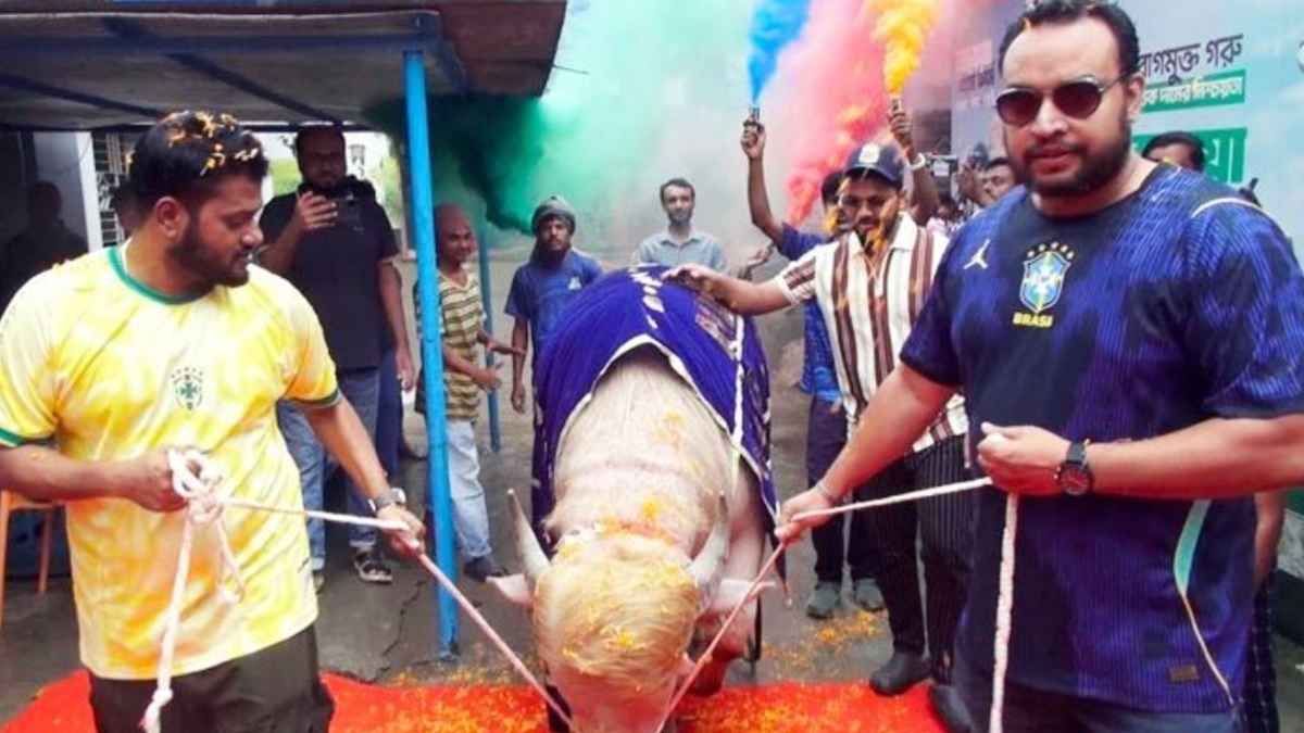 লালগালিচা সংবর্ধনায় ভাইরাল মহিষ ‘ডোনাল্ড ট্রাম্প’কে শেষ বিদায়