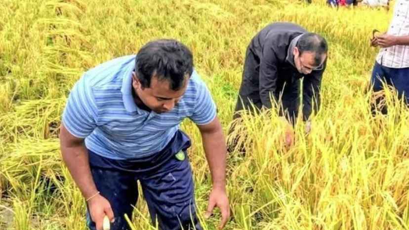 শ্রমিক সংকটে হাওরে ধান কাটলেন ইউএনও