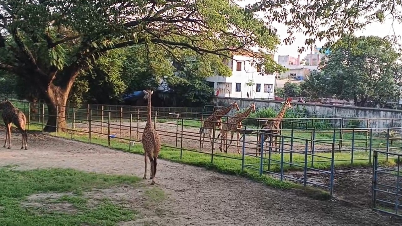 zoo-2