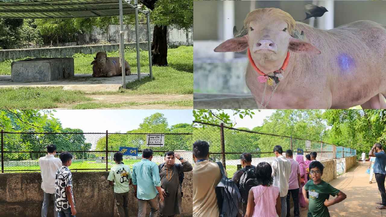 ‘ডোনাল্ড ট্রাম্প’কে দেখতে চিড়িয়াখানায় উৎসুক জনতার ভিড়
