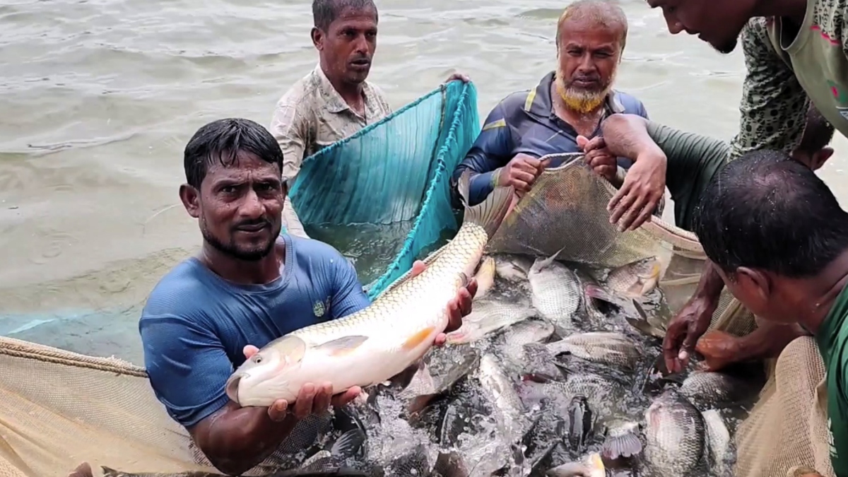 মাছ তোলার পর খামারিদের আনন্দ। ছবি: ঢাকা মেইল