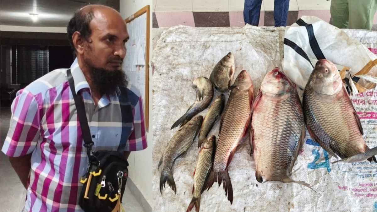 সরকারি পুকুরে বড়শি ফেলে খাদ্য কর্মকর্তা ধরা, জব্দ মাছ নিলামে বিক্রি