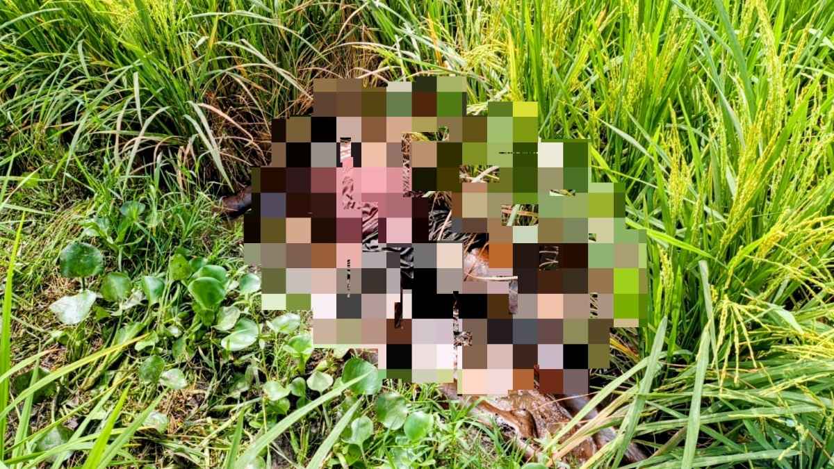 কুমিল্লায় নিখোঁজের ১০ দিন পর ধানক্ষেতে মিলল অটোরিকশাচালকের মরদেহ