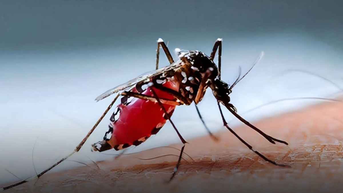বছরের ব্যবধানে ফেনীতে ডেঙ্গু রোগী বেড়েছে পাঁচ গুণ, একদিনে শনাক্ত ৪৫