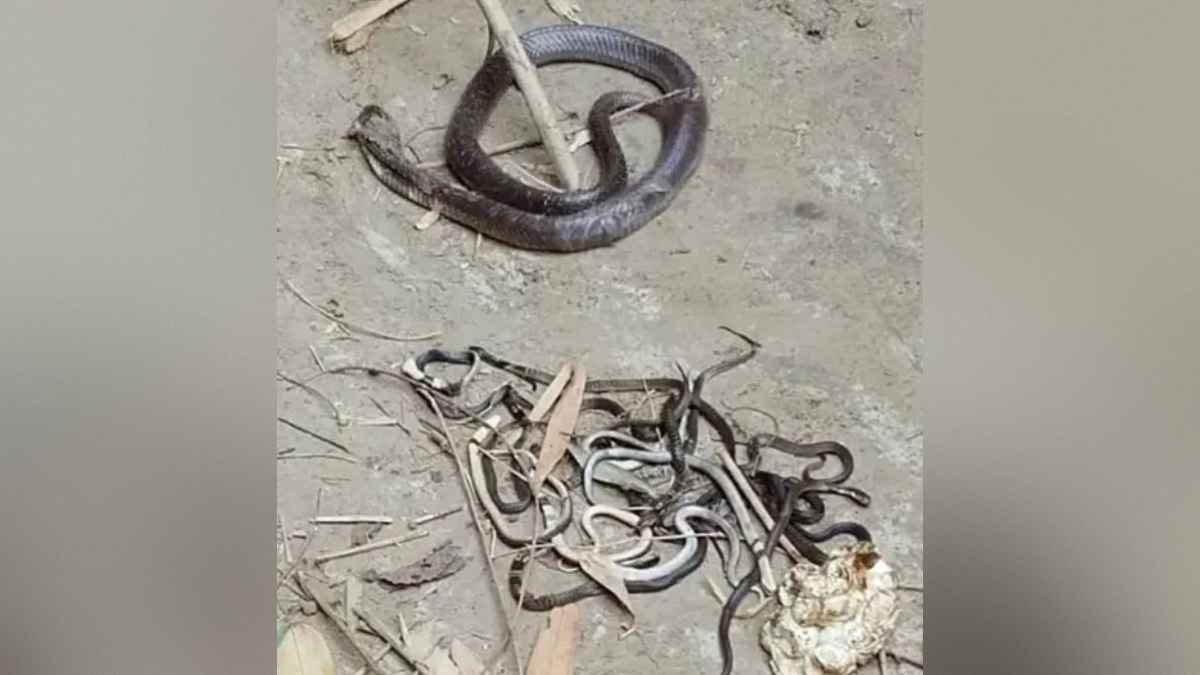 কুমিল্লায় এক স্থানে মিলল ২২ বিষধর সাপ, পিটিয়ে মারল জনতা